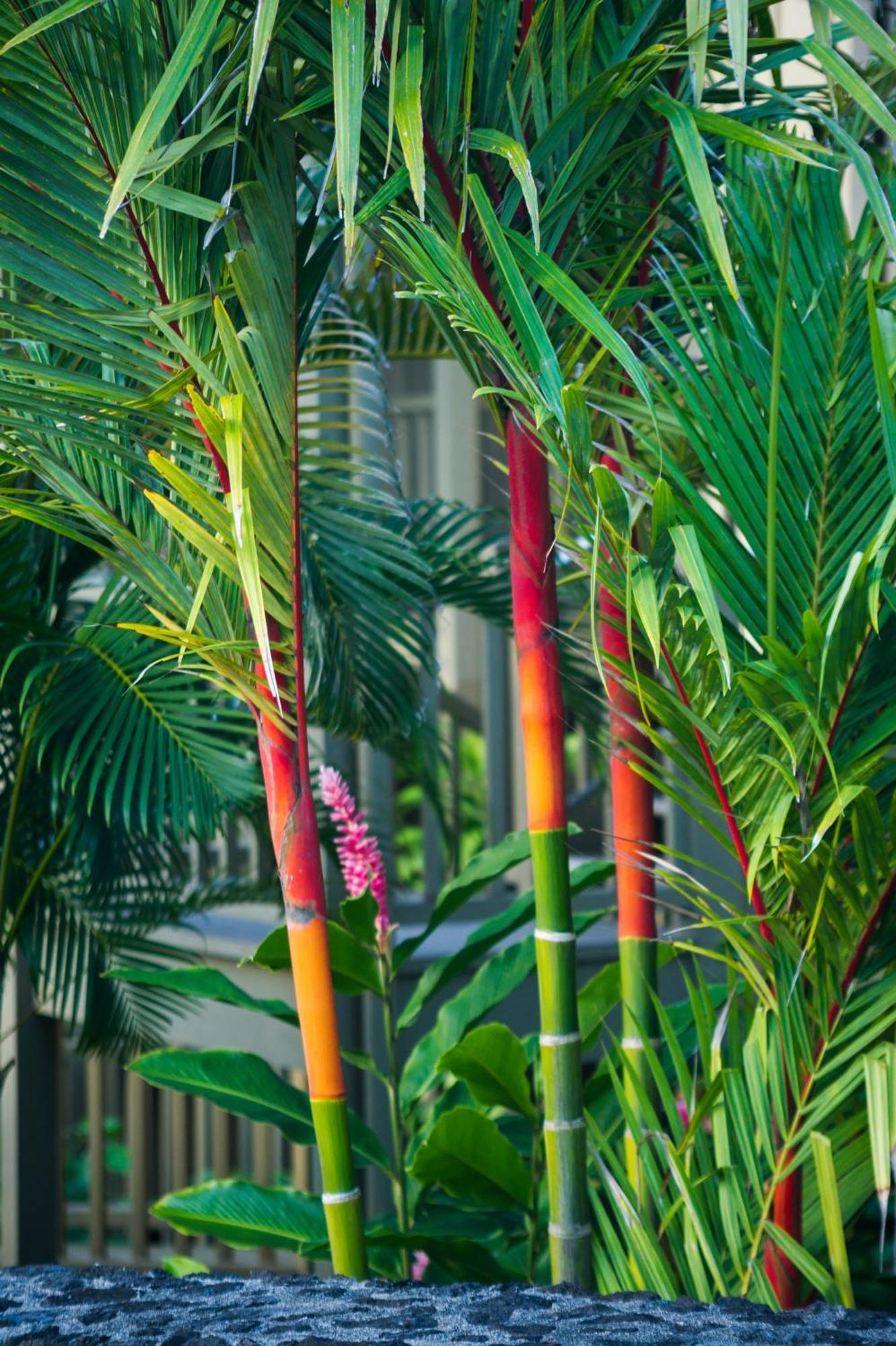 Hana Kai Maui - #201 Honokalani - Oceanview 1 Br Экстерьер фото